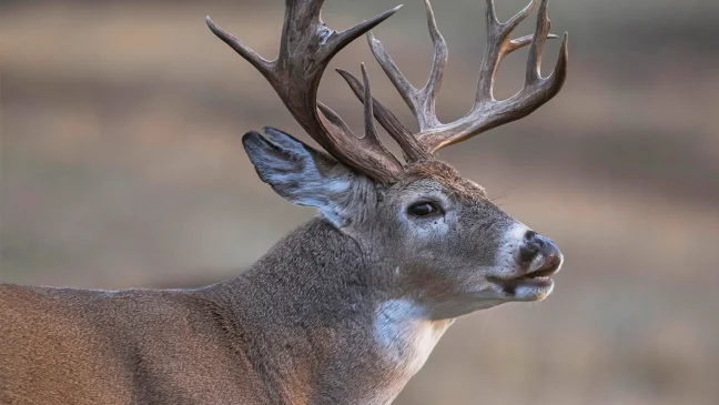 A whitetail buck making a vocalization. 