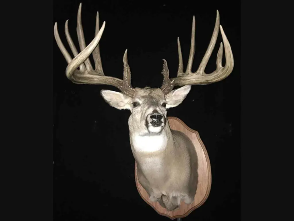 A trophy deer mount on a black background.