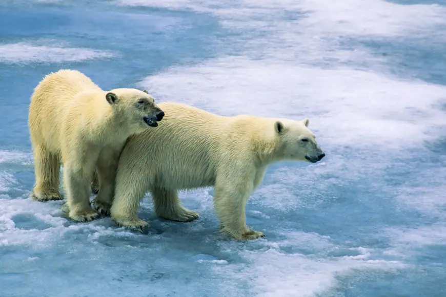 Two polar bears stand together on Arctic sea ice. 