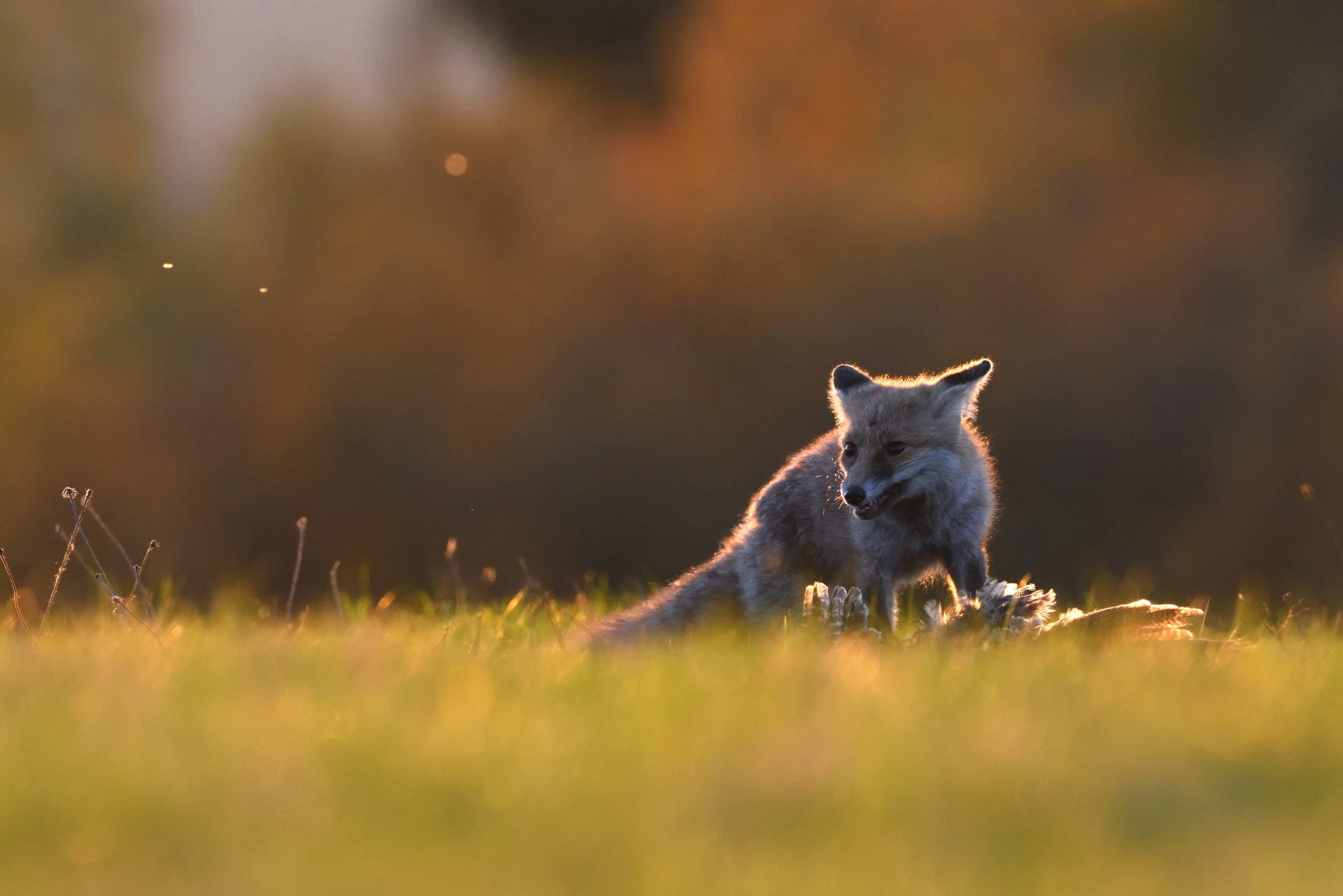 A red fox in a green field with a pheasant it killed.