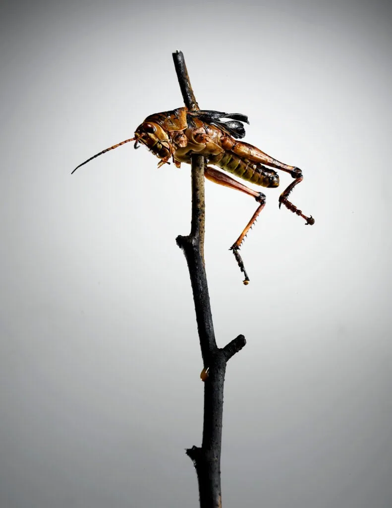 A roasted grasshopper skewered on a stick