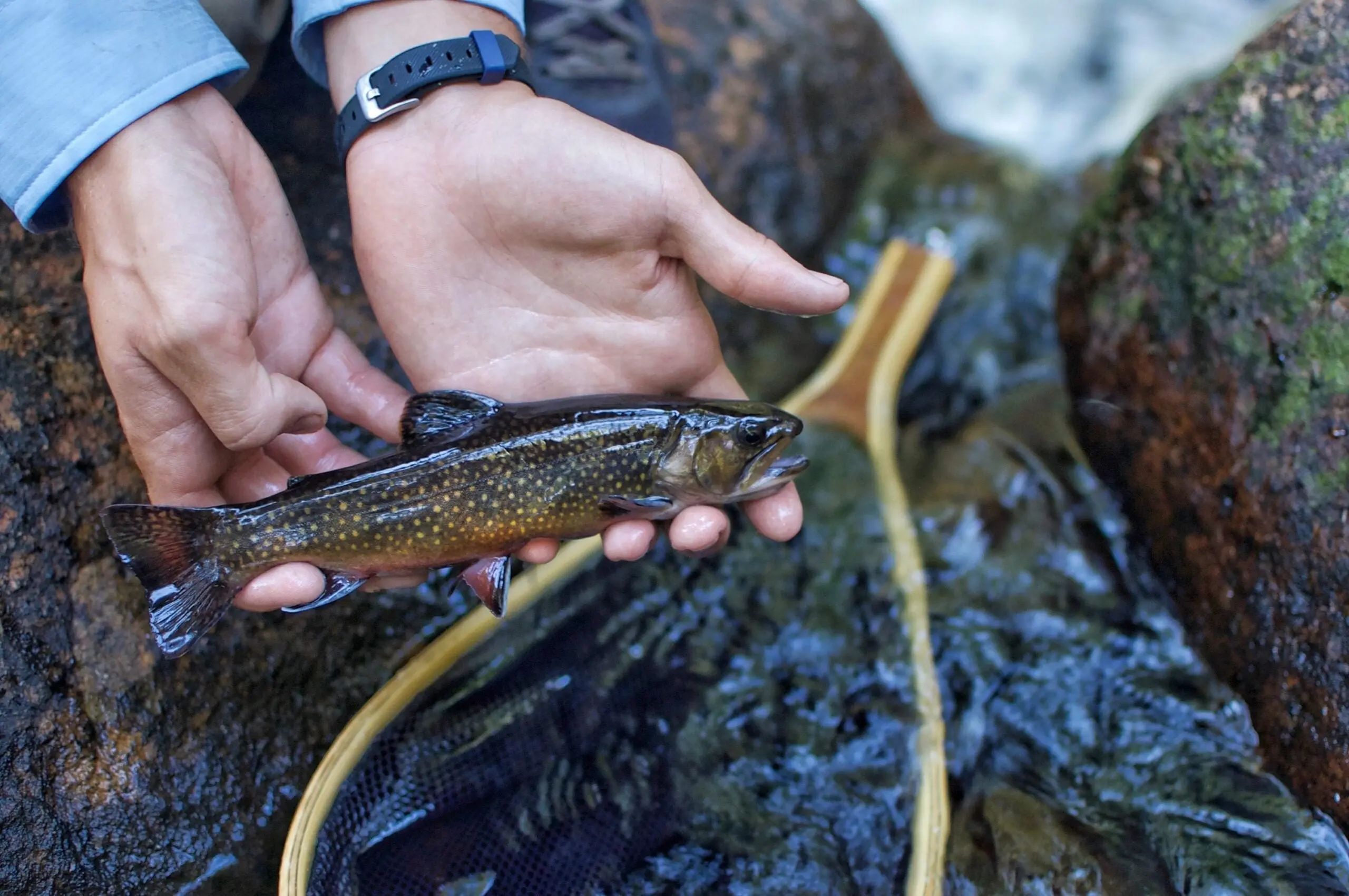 Brook trout are commonly found in small streams with cold, clean water.