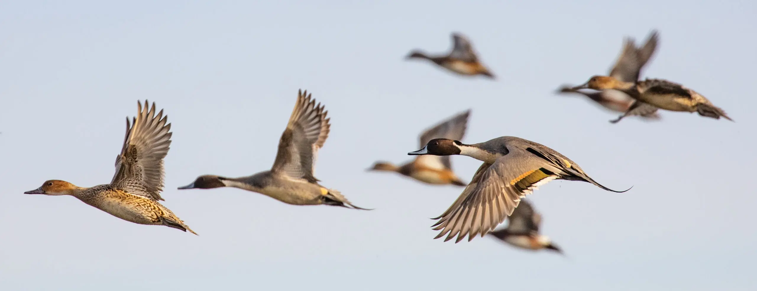 Photo of pintail ducks flying together