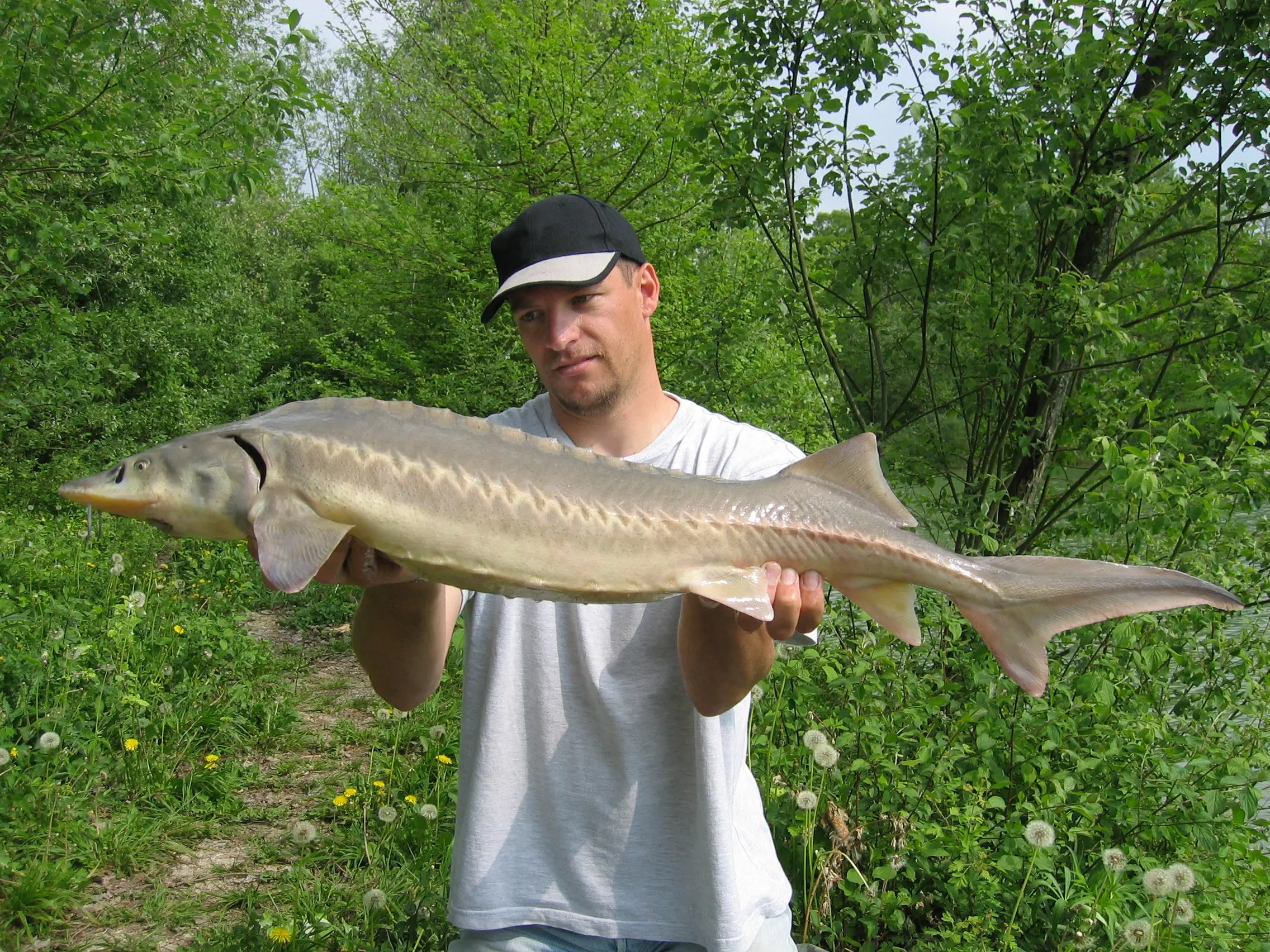 Fisherman wearing a brown hat and gray t-shirt holds a small white sturegon