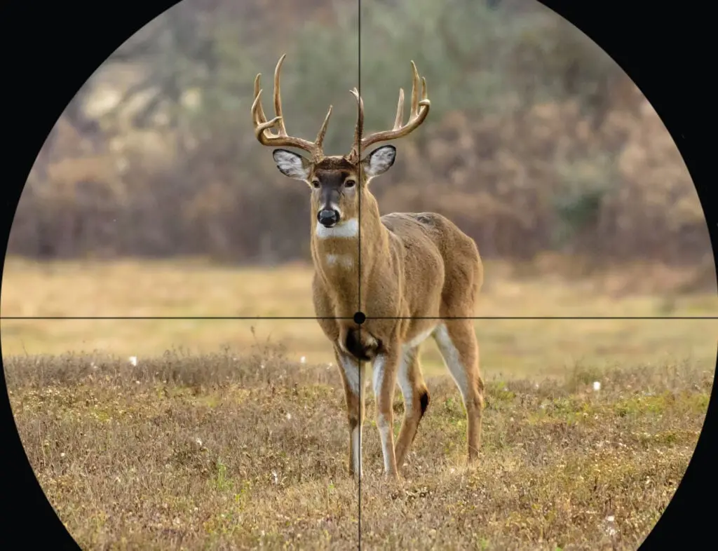 whitetail buck with crosshairs