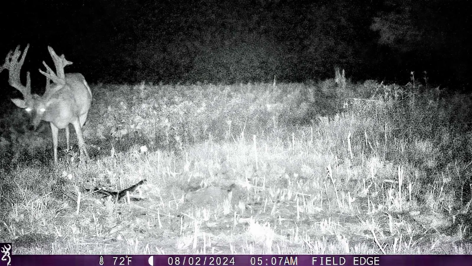 A trail camera photo of a trophy whitetail buck standing in a field. 