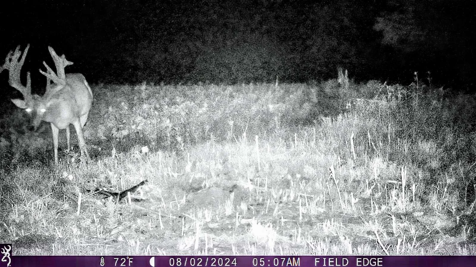 A trail camera photo of a trophy whitetail buck standing in a field. 