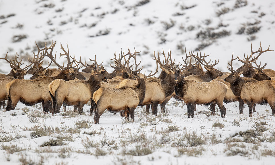 An elk herd grazes on public land in Wyoming. 
