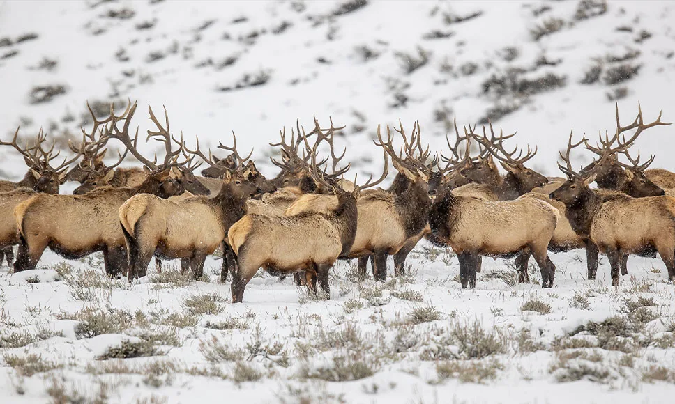 An elk herd grazes on public land in Wyoming.