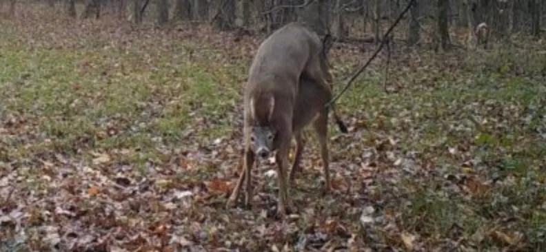 trail-camera photo of two deer