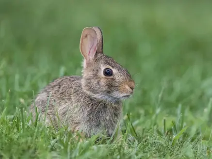 A small rabbit in the tall grass.