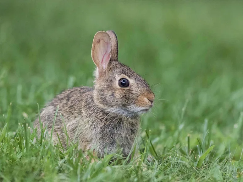 A small rabbit in the tall grass.