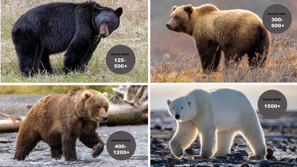 a graphic showing the weights of black bears, grizzly bears, brown bears, and polar bears