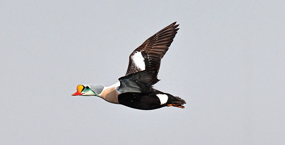 King Eider