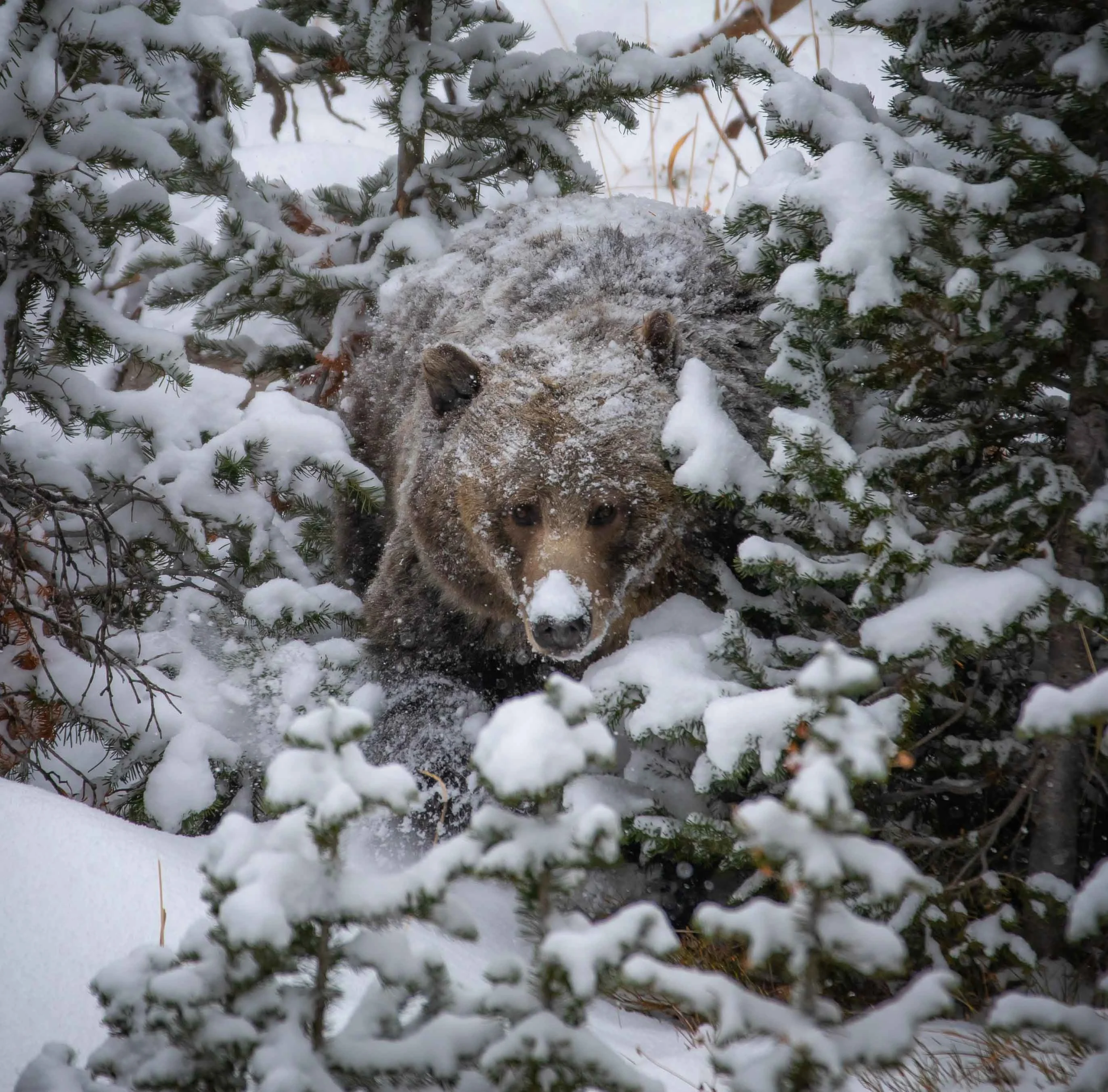 A grizzly bear in the snow. 