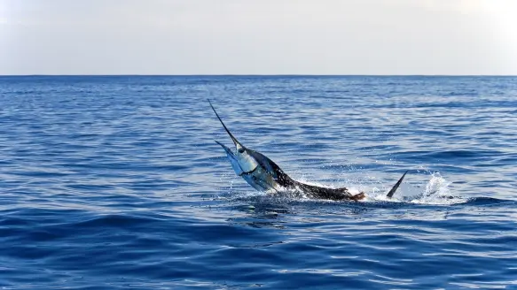 Photo of a sailfish fighting in open water