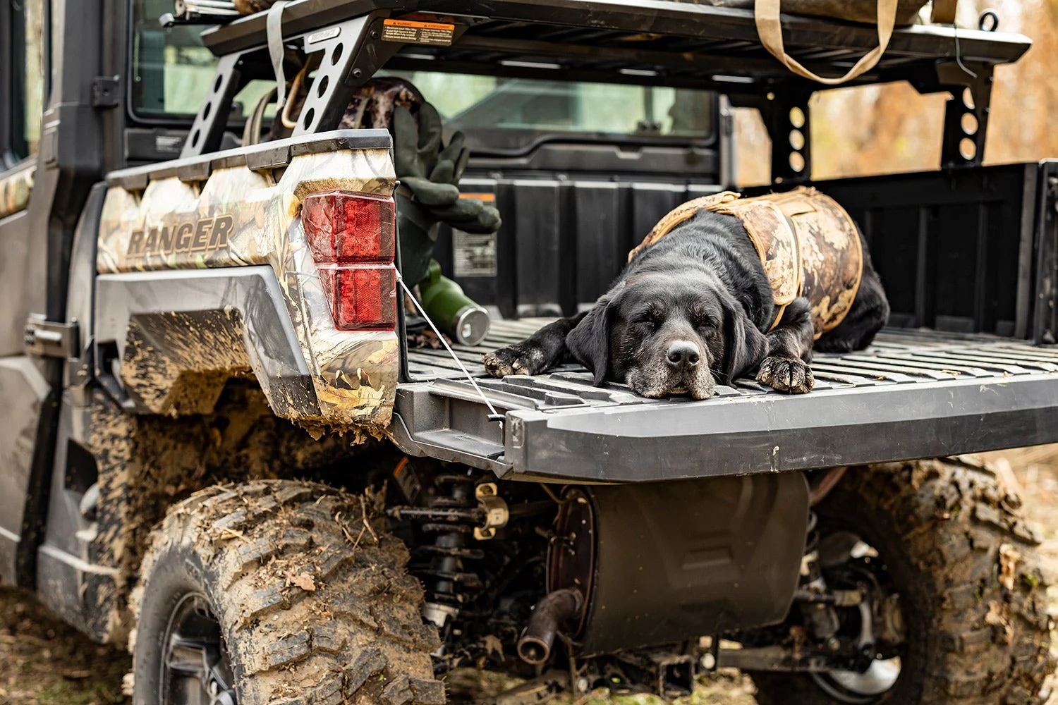 old black lab in camo vest sleeps on the tailgate of a utv