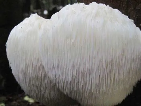 A lion's mane fungus in the woods.