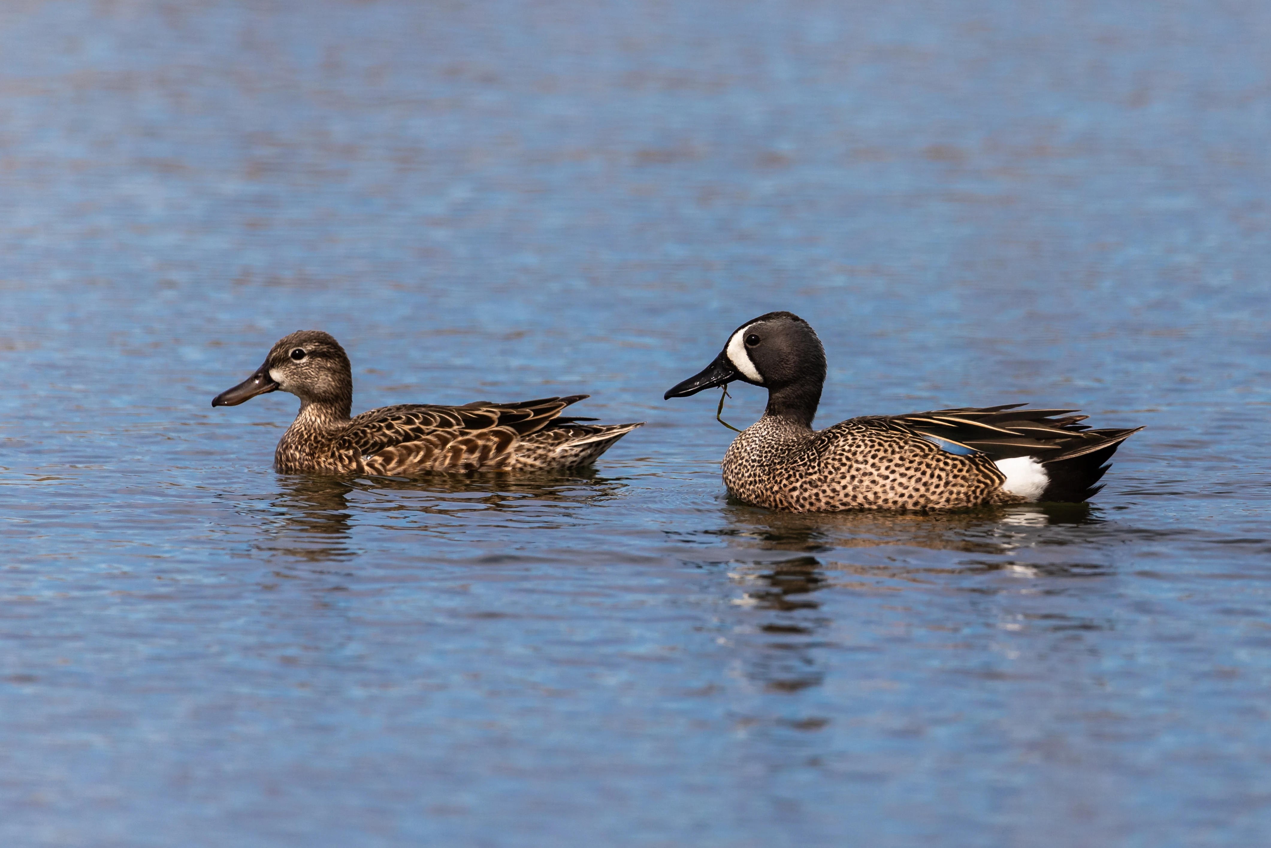 A drake and hen blue-winged teal swimming in water