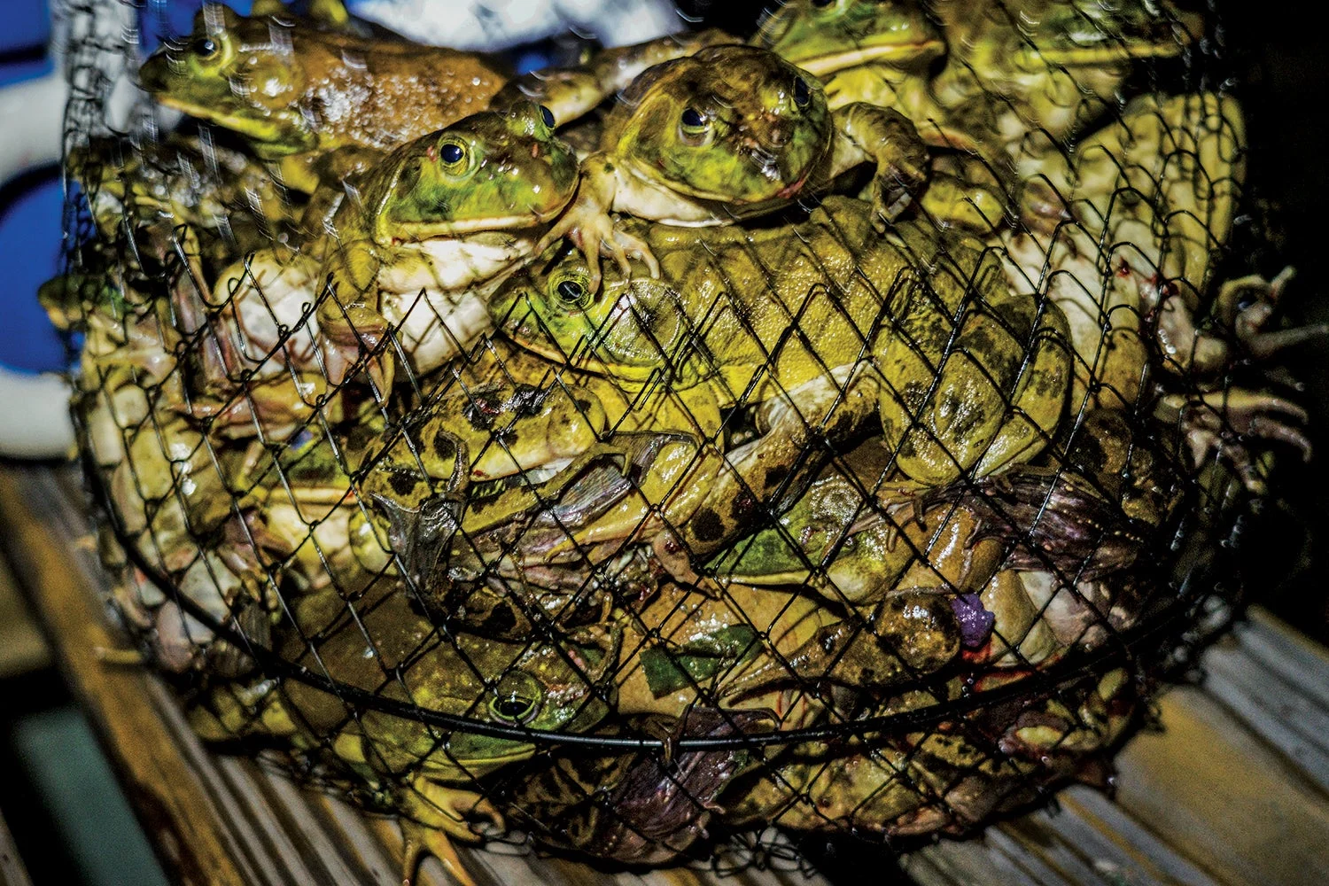 big basket of captured frogs