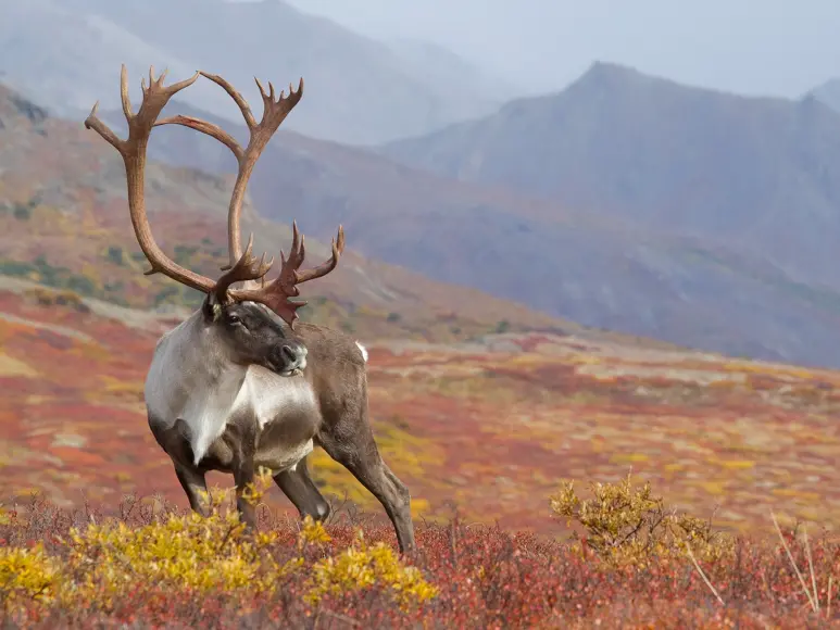 barren ground caribou