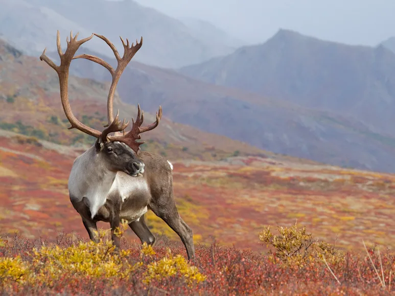 barren ground caribou
