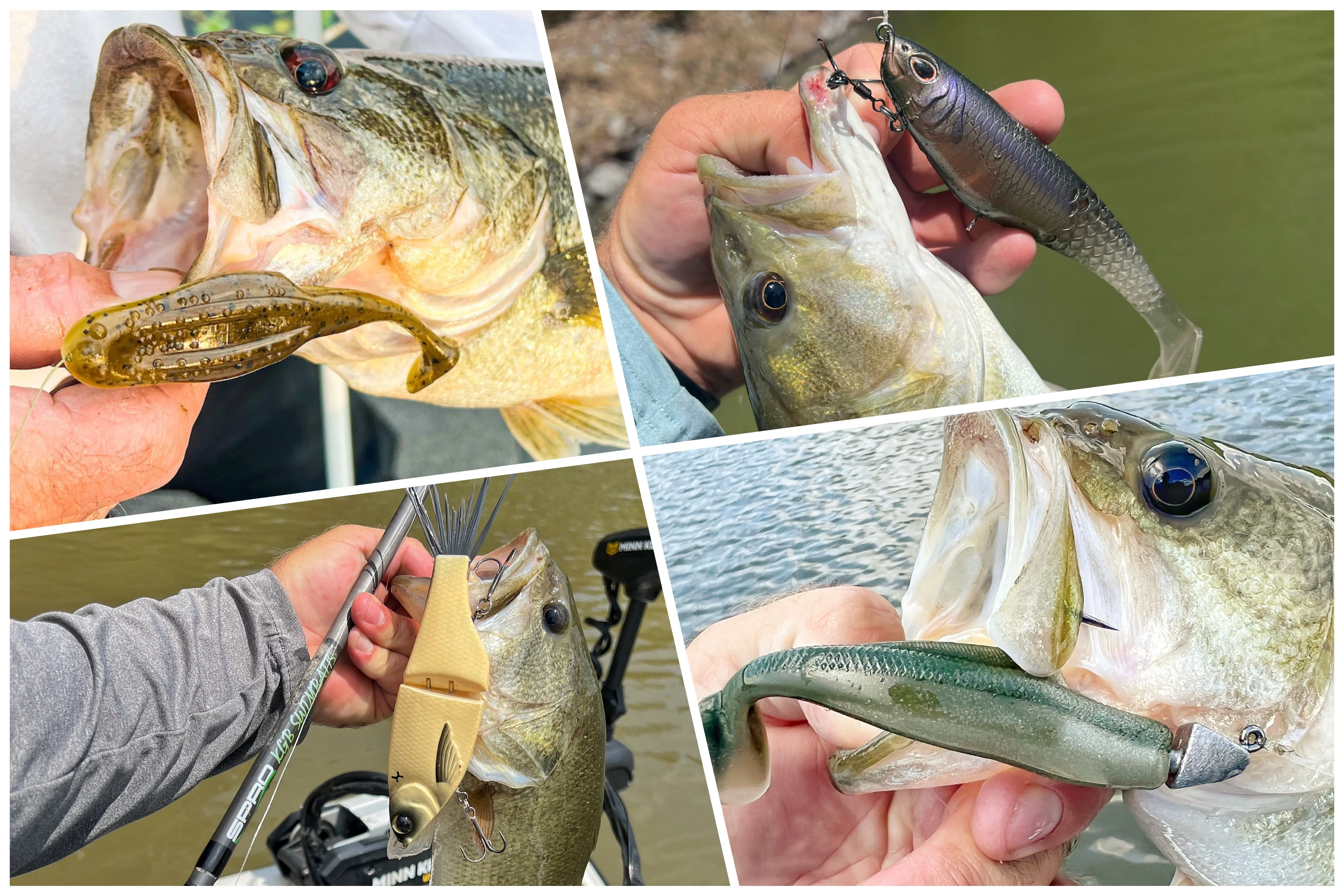 Collage of bass with swimbaits in their mouth