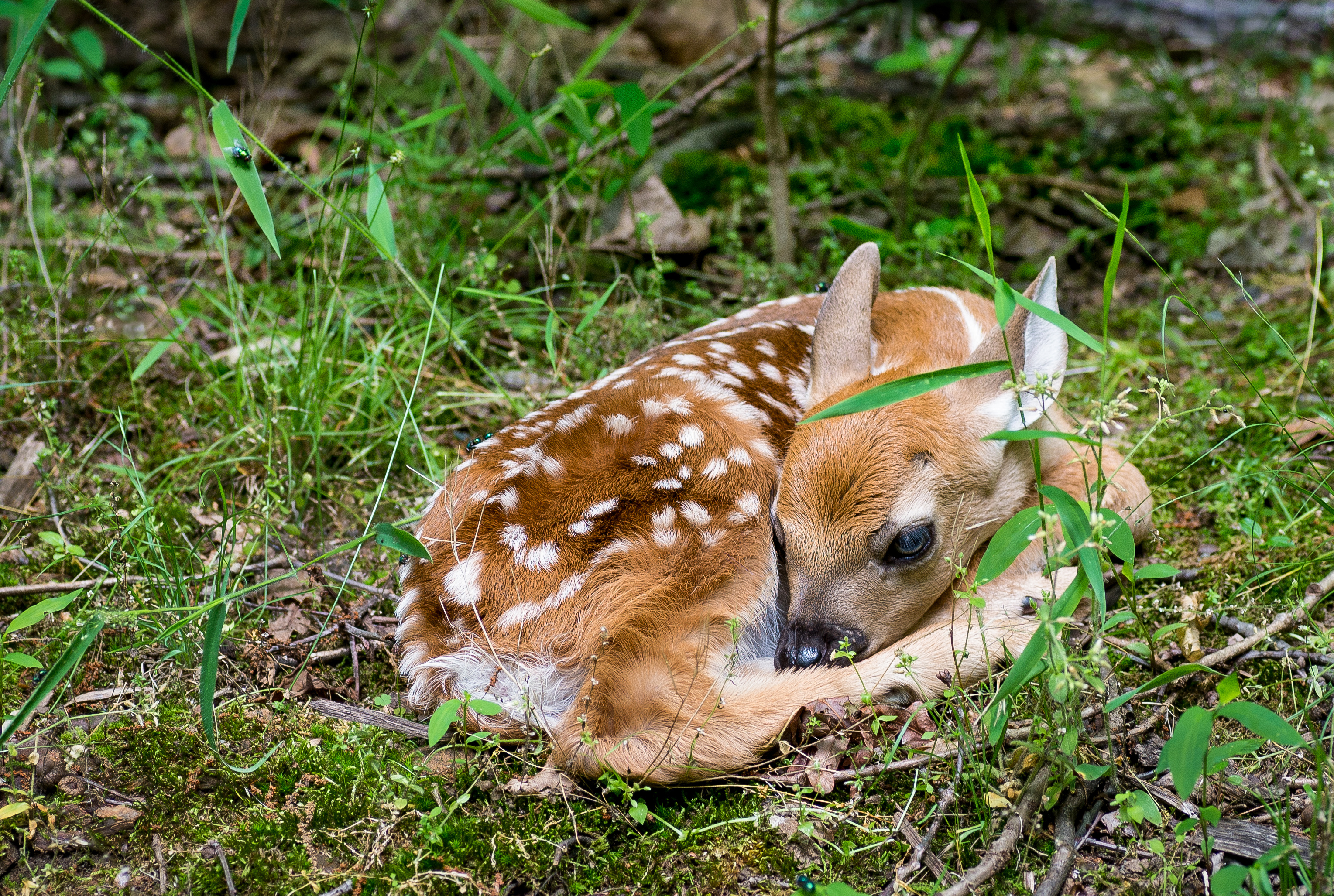 A whitetail deer fawn lies curled up on the forest floor. 