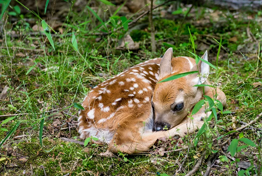 A whitetail deer fawn lies curled up on the forest floor.