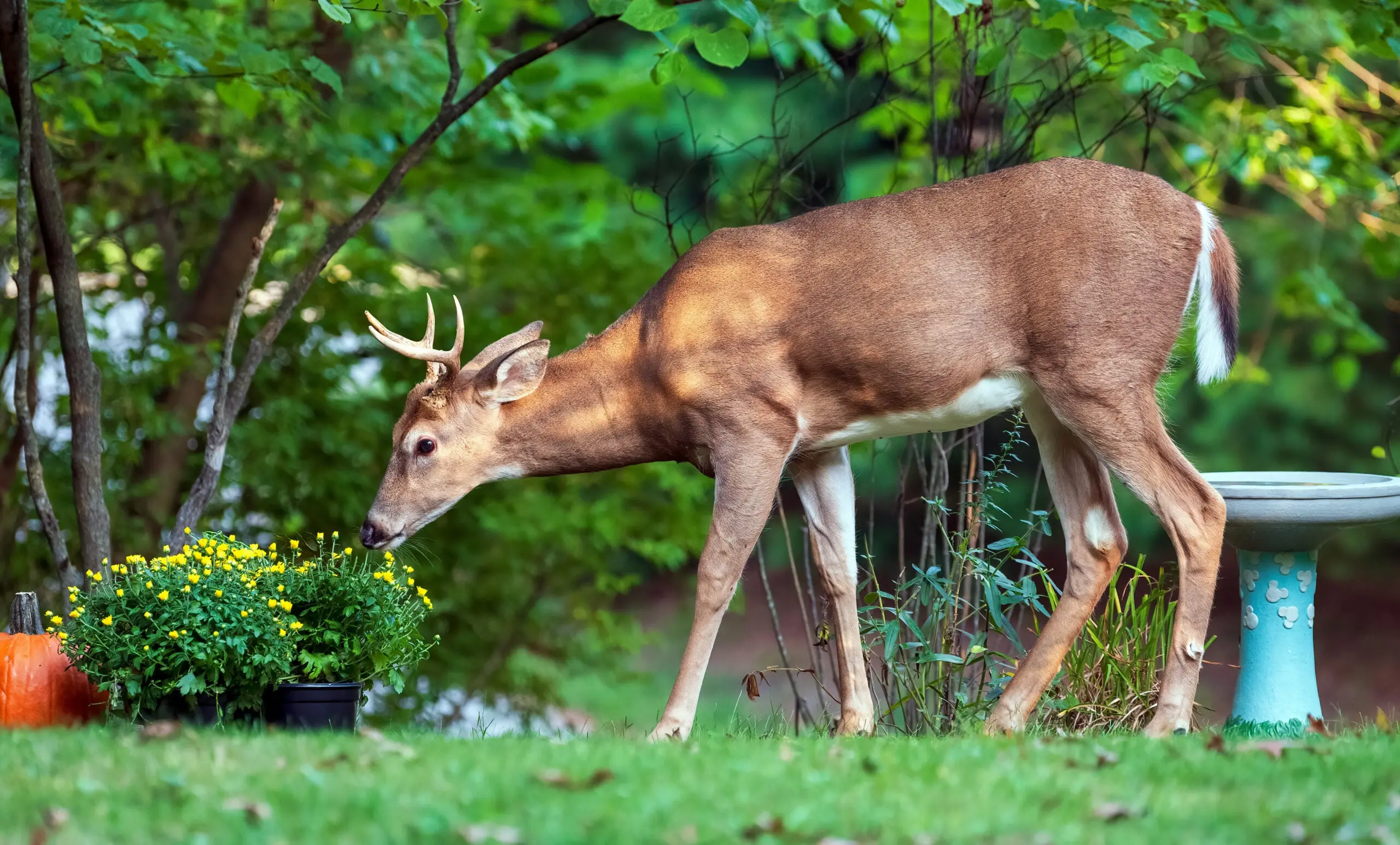 photo showing a small whitetail deer eating flowers