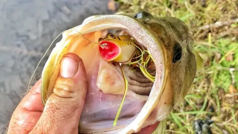 photo of bass with frog lure in mouth