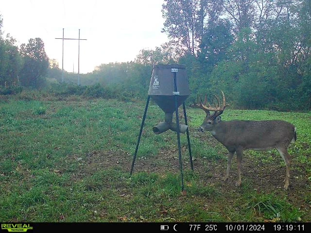 A trail-camera photo of a big whitetail buck standing near a feeder in an opening.