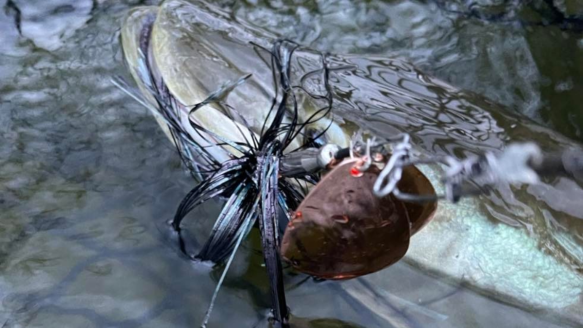 Musky in net with Musky Mayhem Showgirl lure