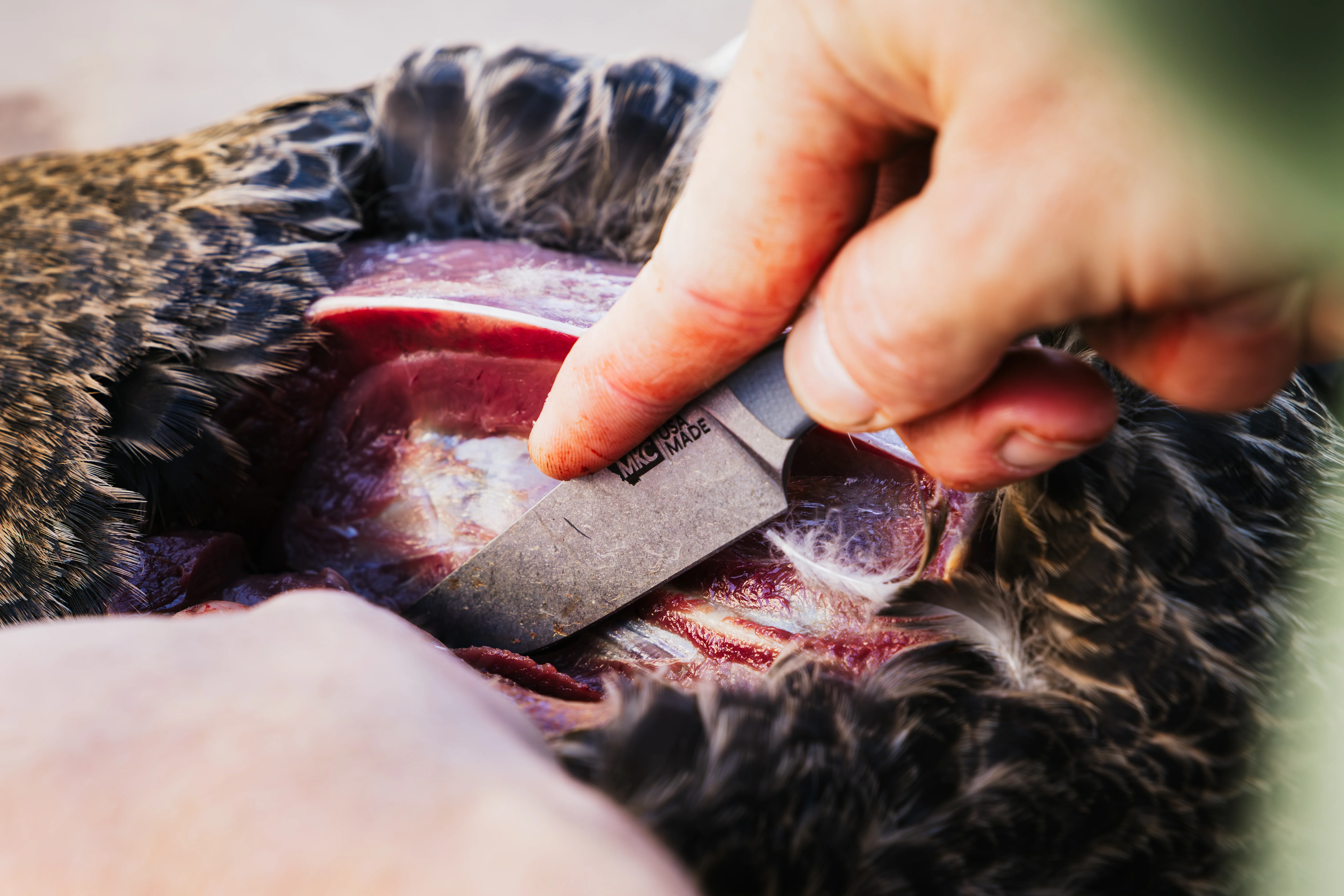 Hunter cutting into duck with MKC knife