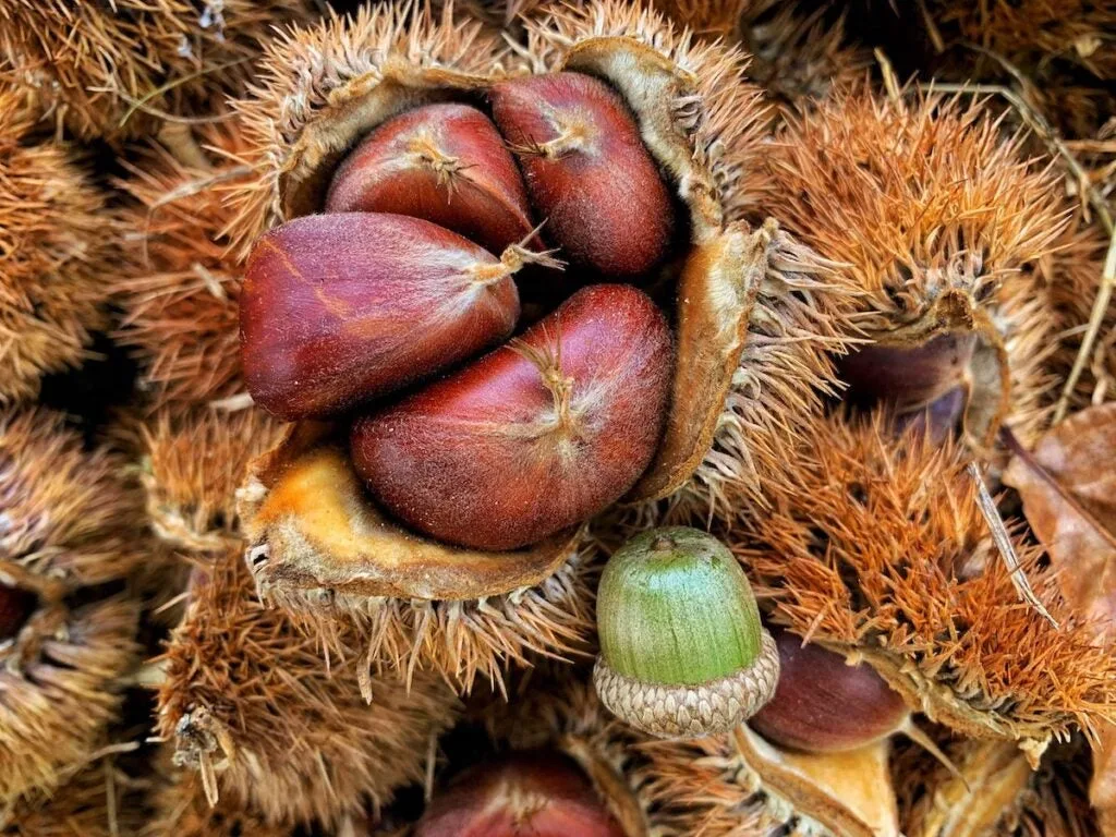 Chestnut on the ground.