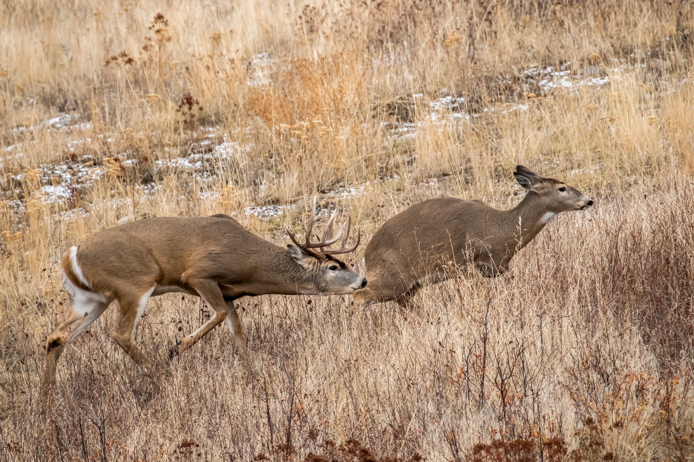 A whitetail buck nudges a whitetail doe in a grassy field during the rut