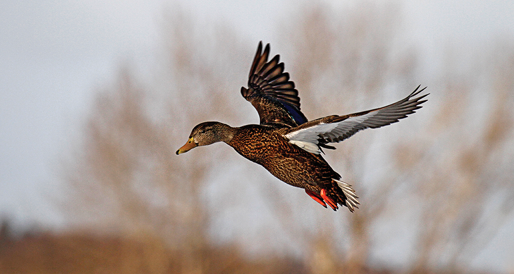 Black Duck