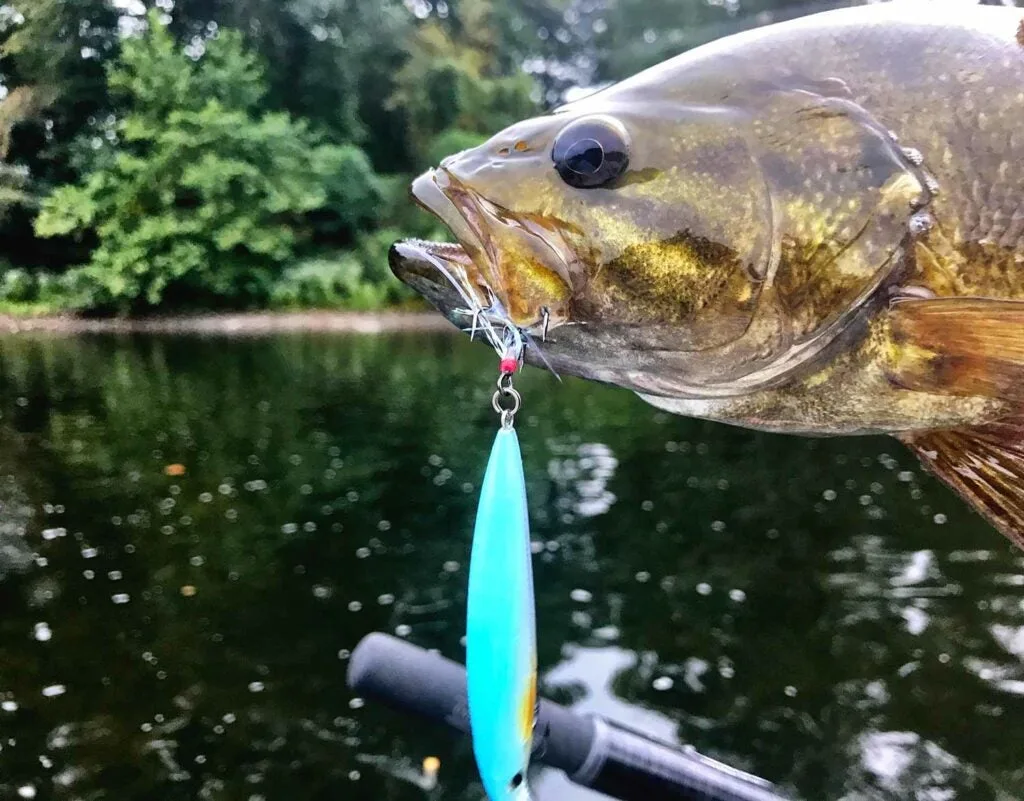 a smallmouth bass with a teal lure hanging from its mouth