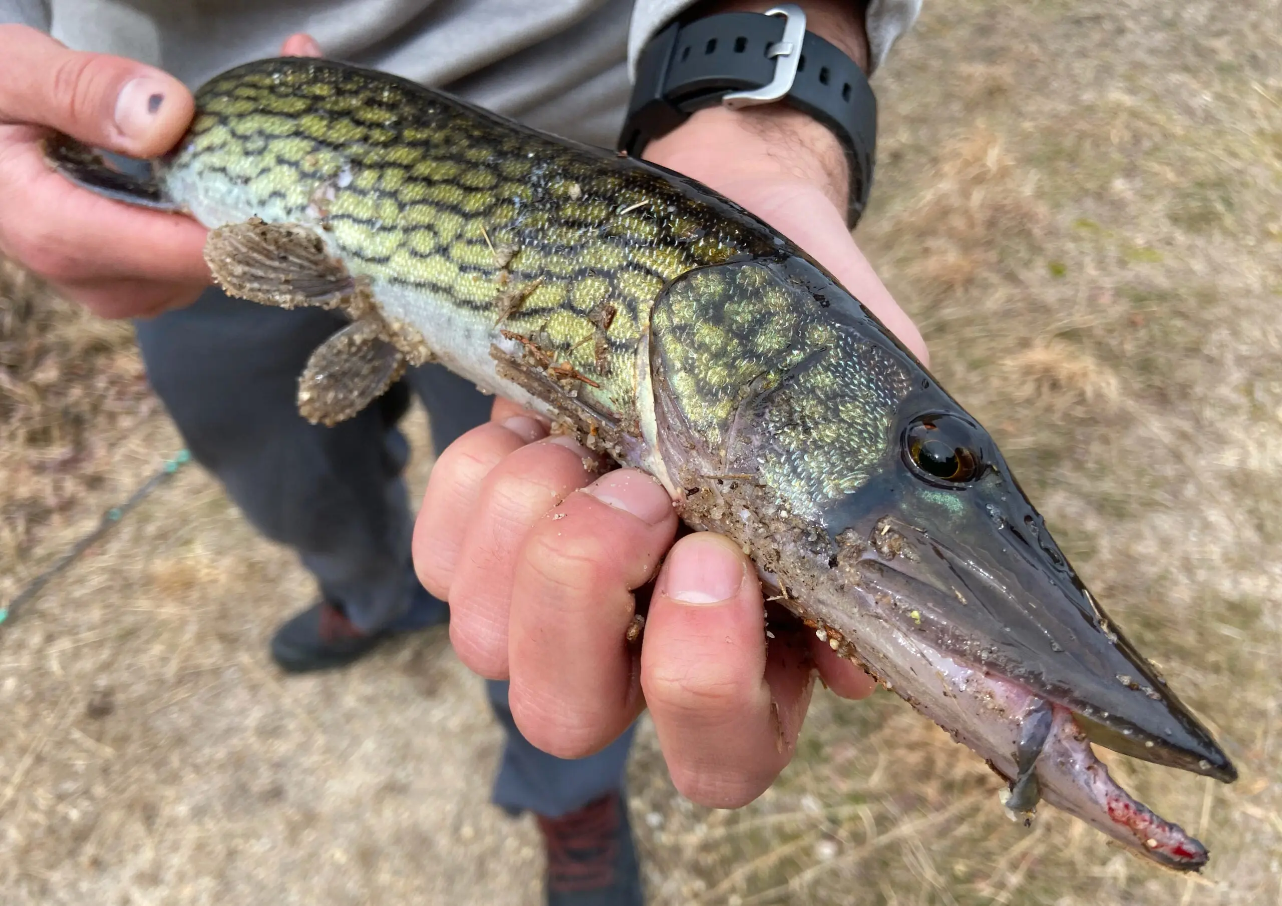 photo of a chain pickerel