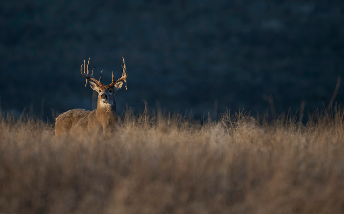 A trophy whitetail deer walking in a clearing. 