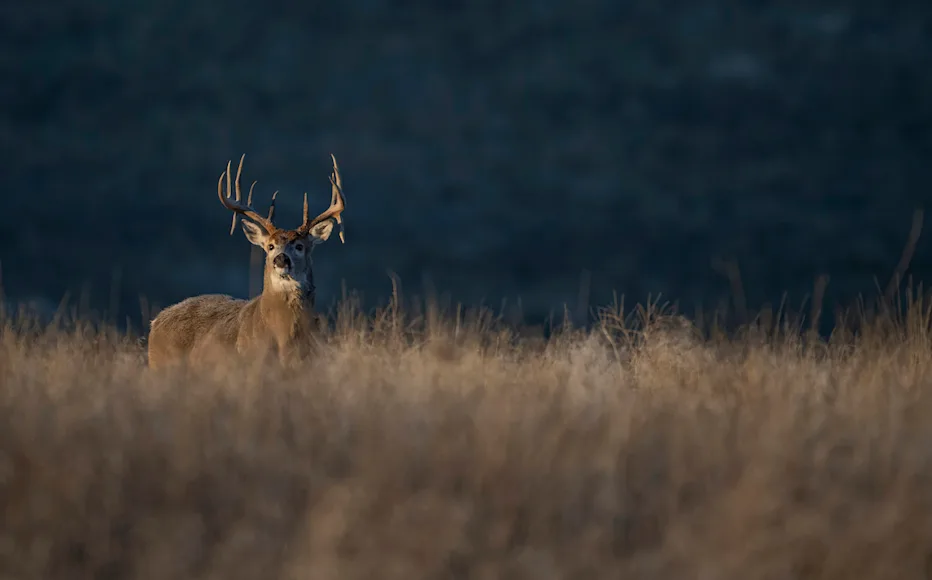 A trophy whitetail deer walking in a clearing.