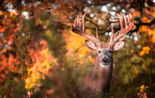 whitetail deer walking in the woods.