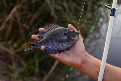 Angler holding bluegill in hand with a hook in the mouth