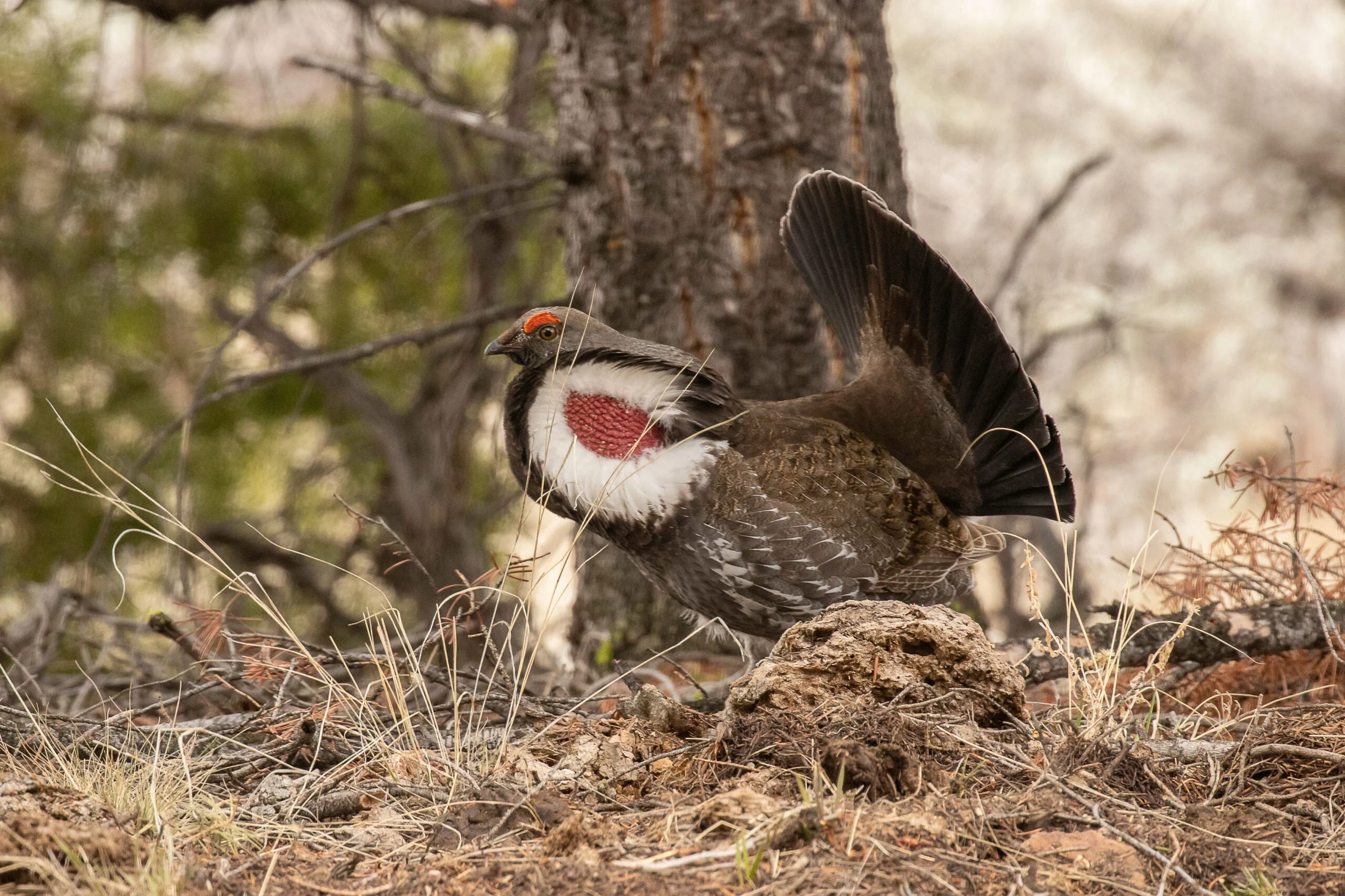 a male dusky grouse, aka blue grouse