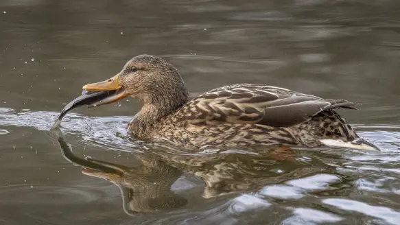 Photo of a female mallard eating a fish