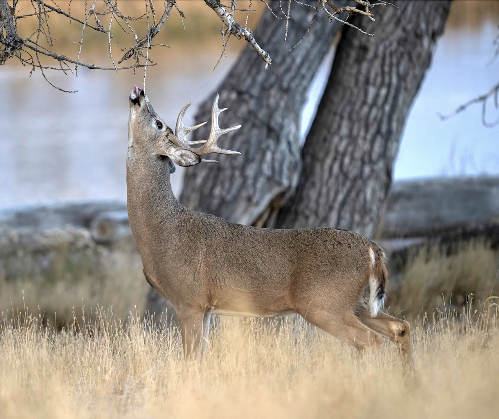 A whitetail buck works the licking branch of a scrape. 
