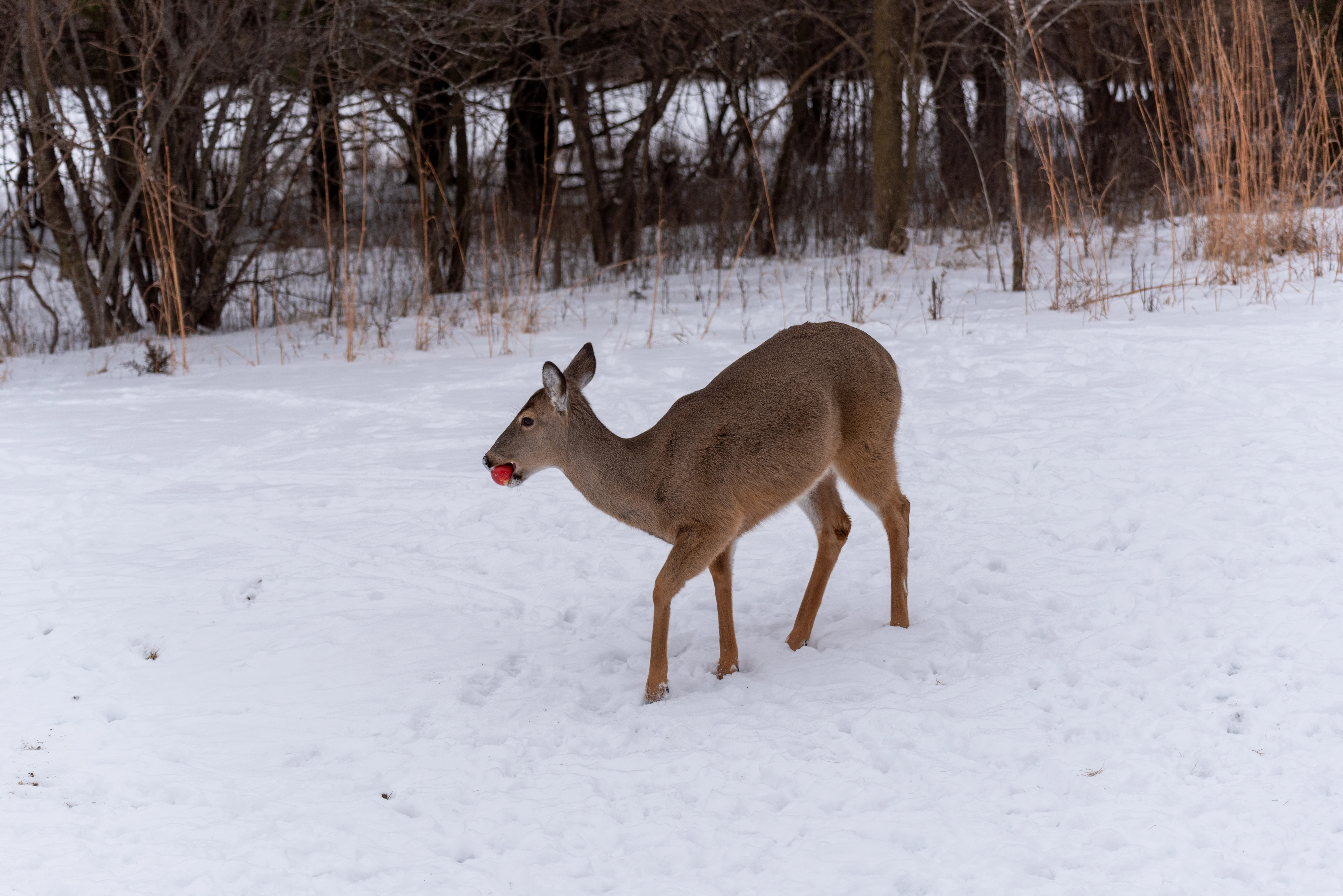 A whitetail doe holds an apple in its mouth in winter.