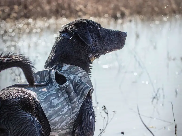 a black lab waterfowl hunting dog