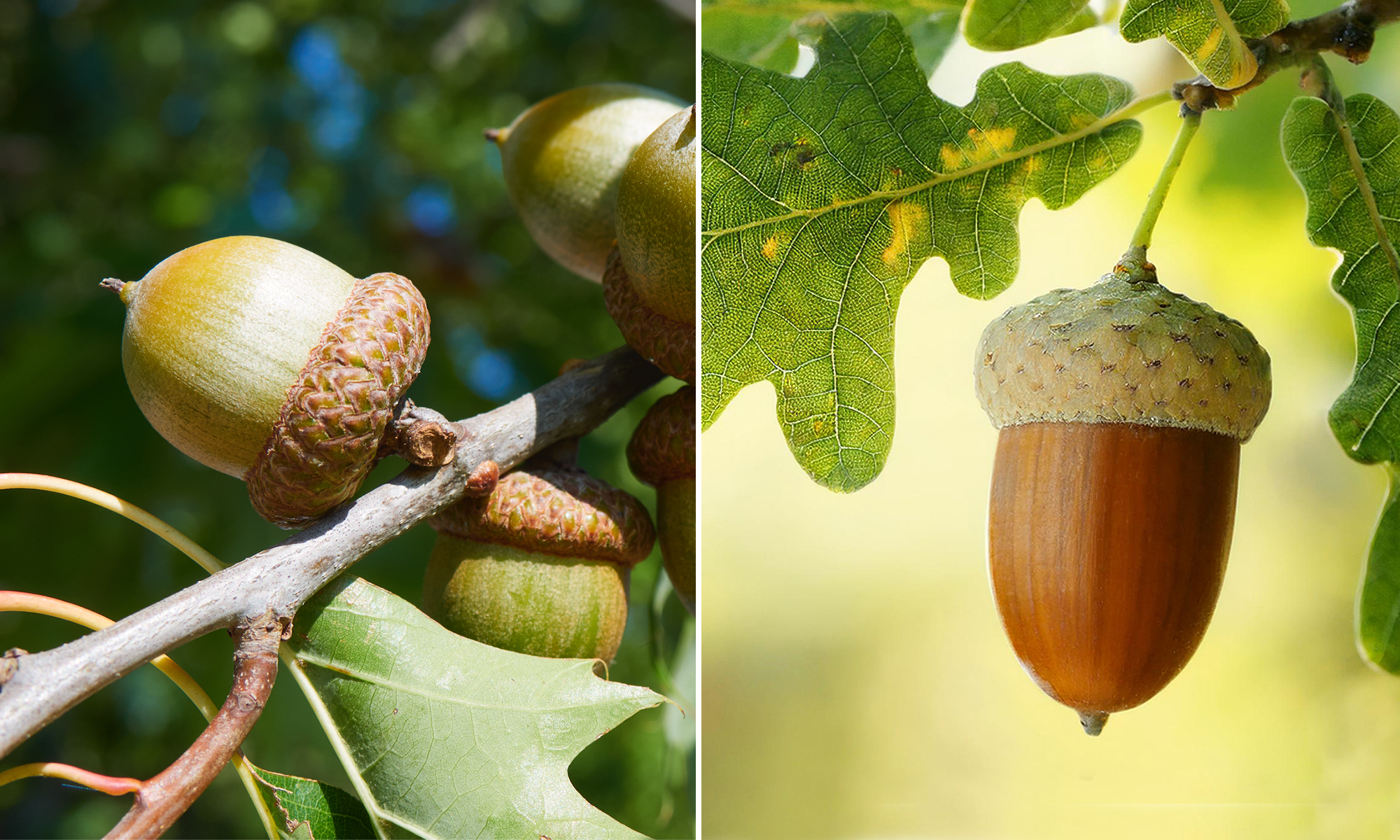 Red Oak vs White Oak | Field & Stream