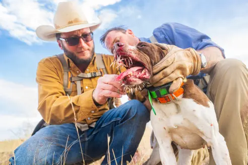 two hunters try to remove porcupine quills from a dog